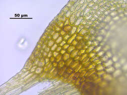 Image of turgid aulacomnium moss