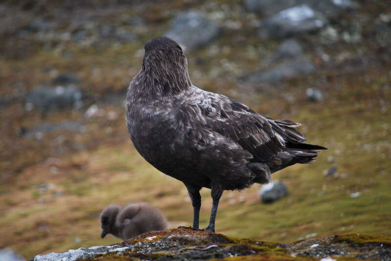 Image of Brown Skua