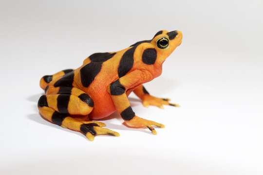 Image of Golden arrow poison frog