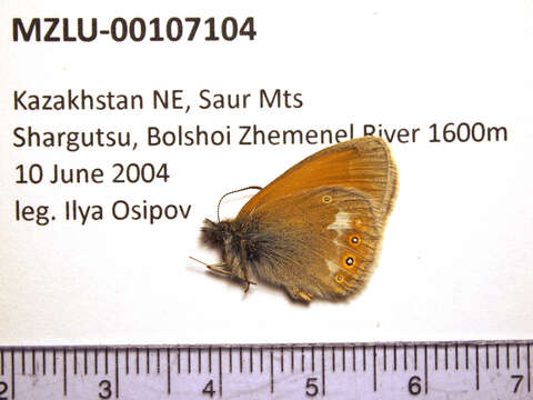 Image of Coenonympha glycerion