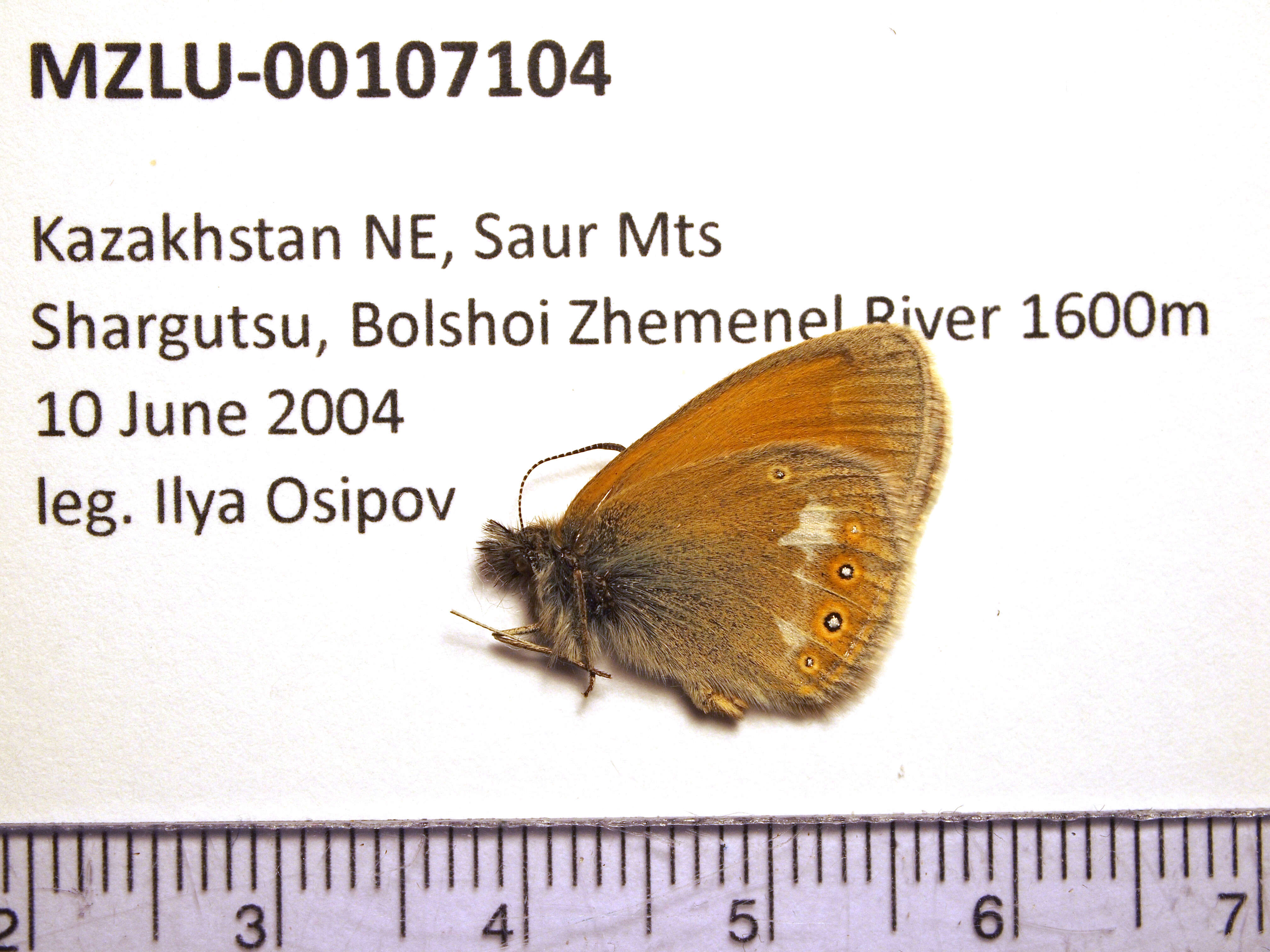 Image of Coenonympha glycerion