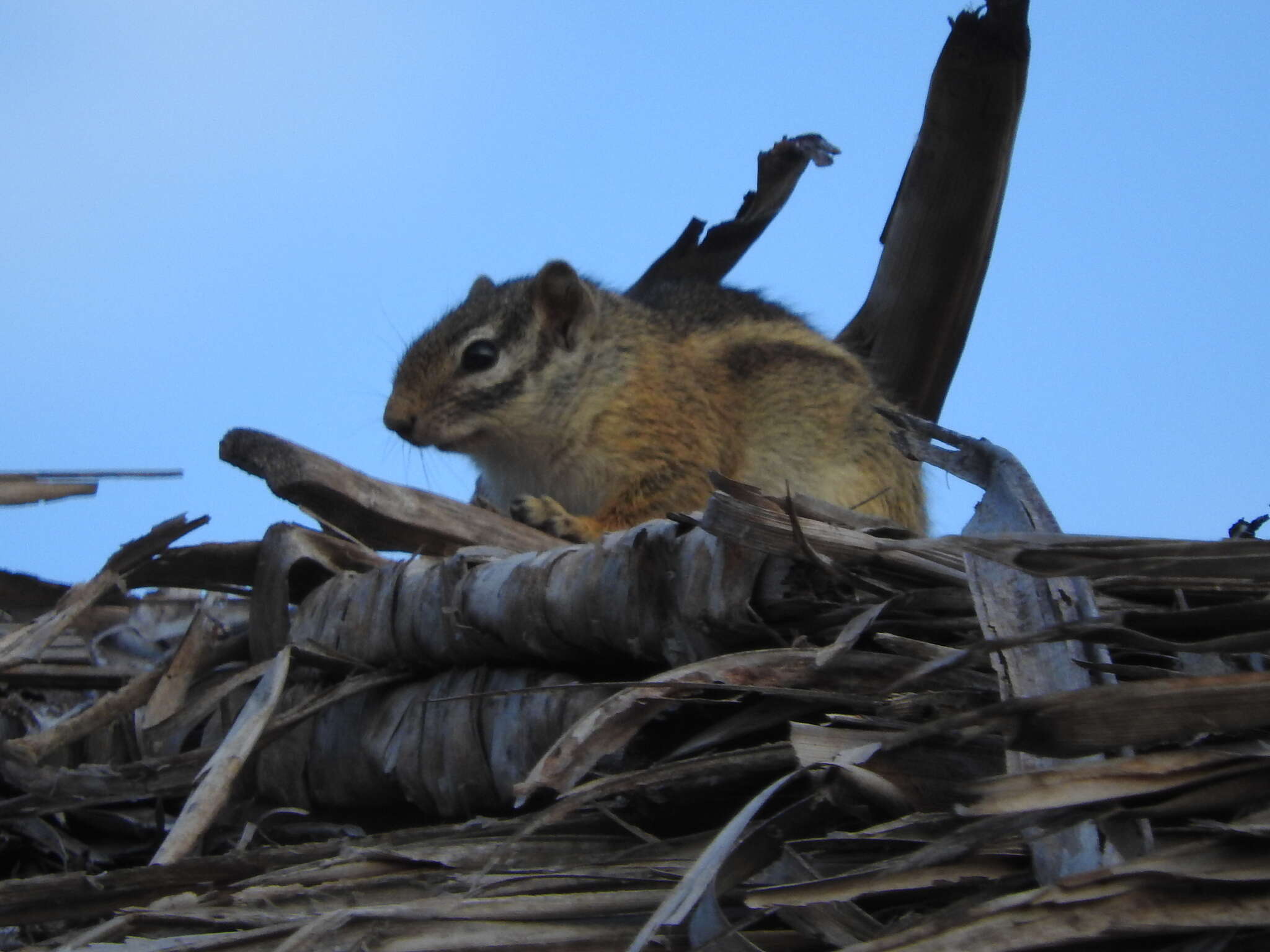 Image of Striped Bush Squirrel