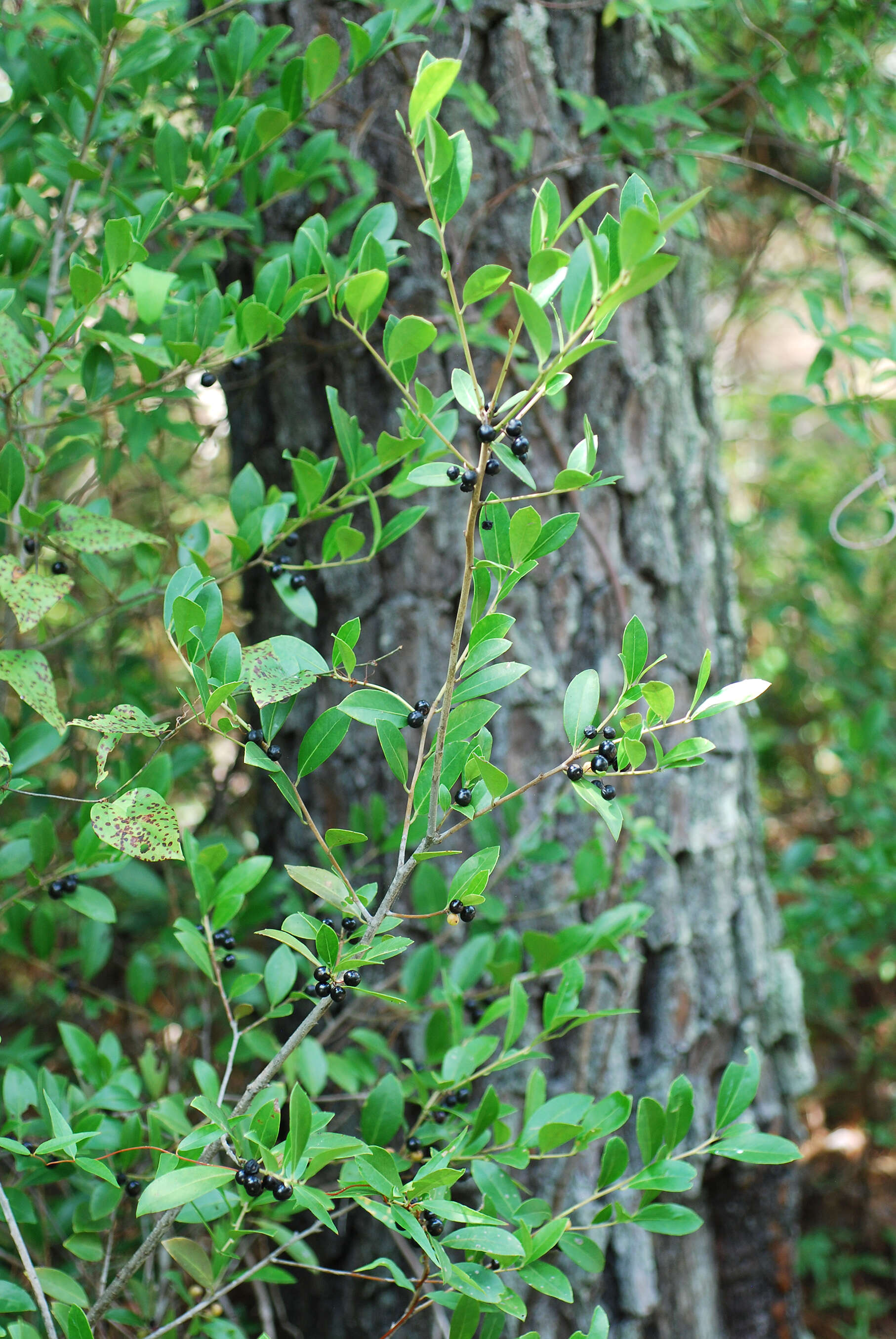 Image of large gallberry