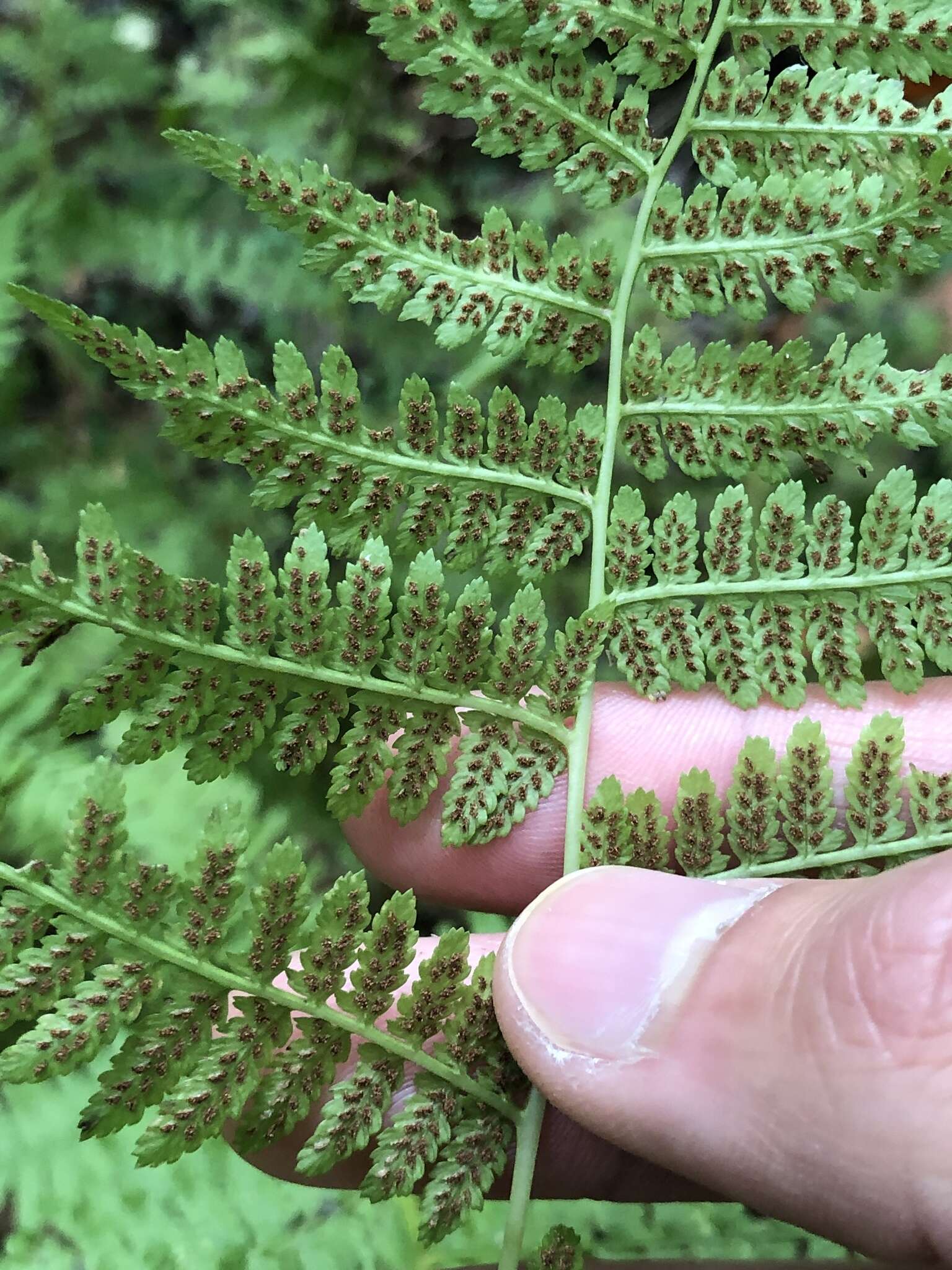 Athyrium asplenioides (Michx.) Desv. resmi