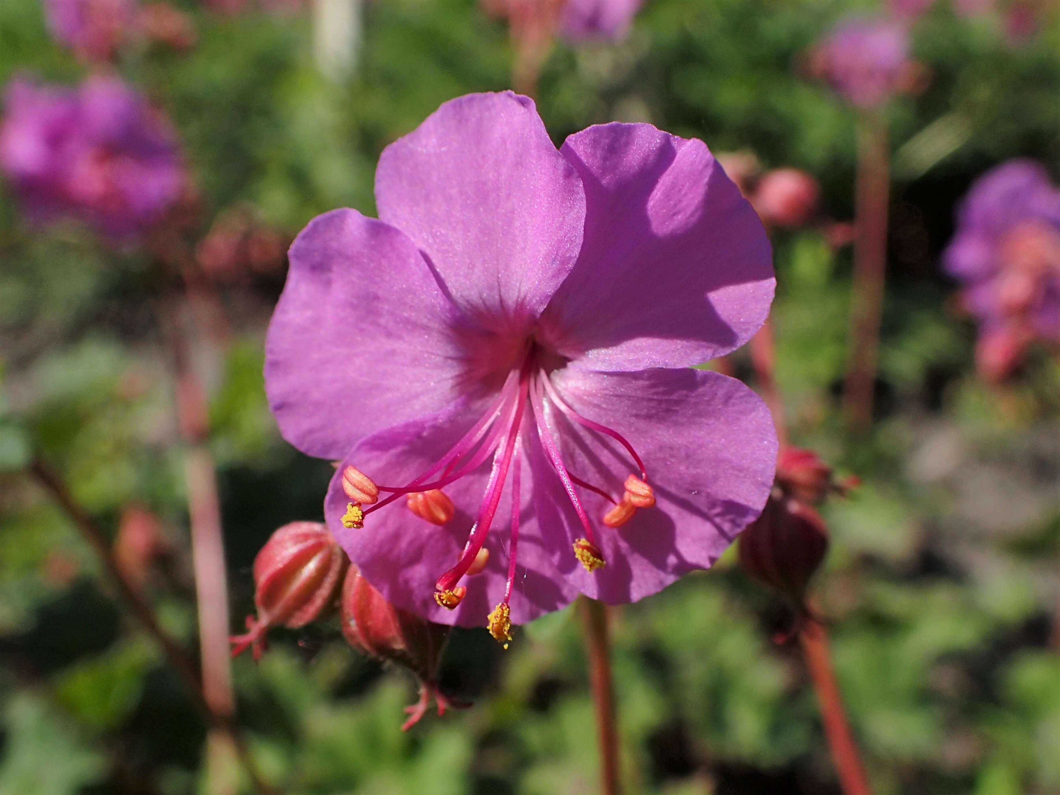 Image of Geranium albanum M. Bieb.