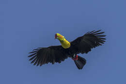 Image of Keel-billed Toucan