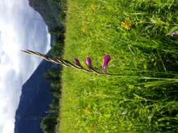 Imagem de Gladiolus imbricatus L.