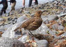 Imagem de Turdus eremita (Gould 1855)