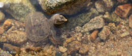 Image of Northern Chinese softshell turtle