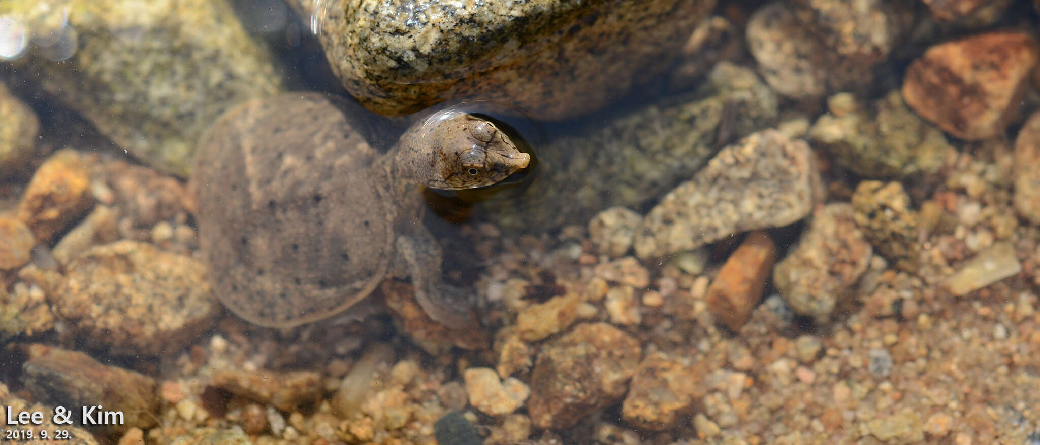 Image of Northern Chinese softshell turtle