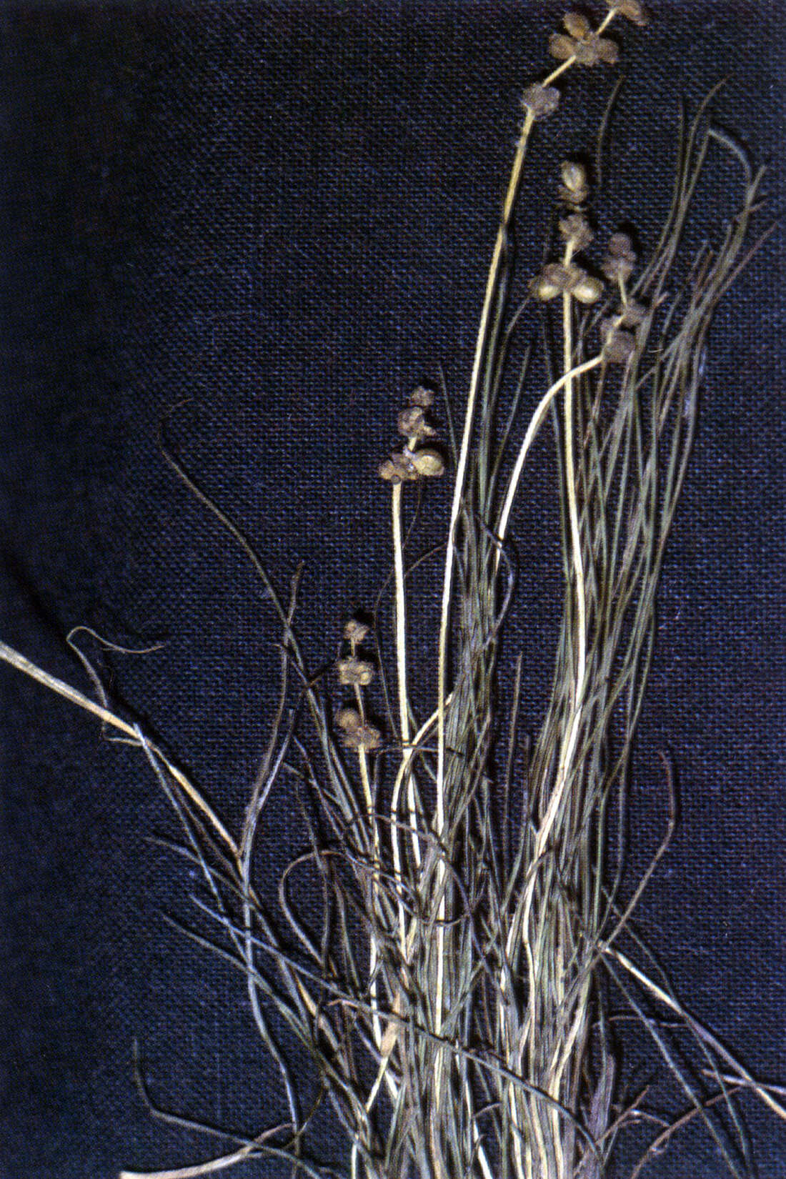 Image of Threadleaf-pondweed