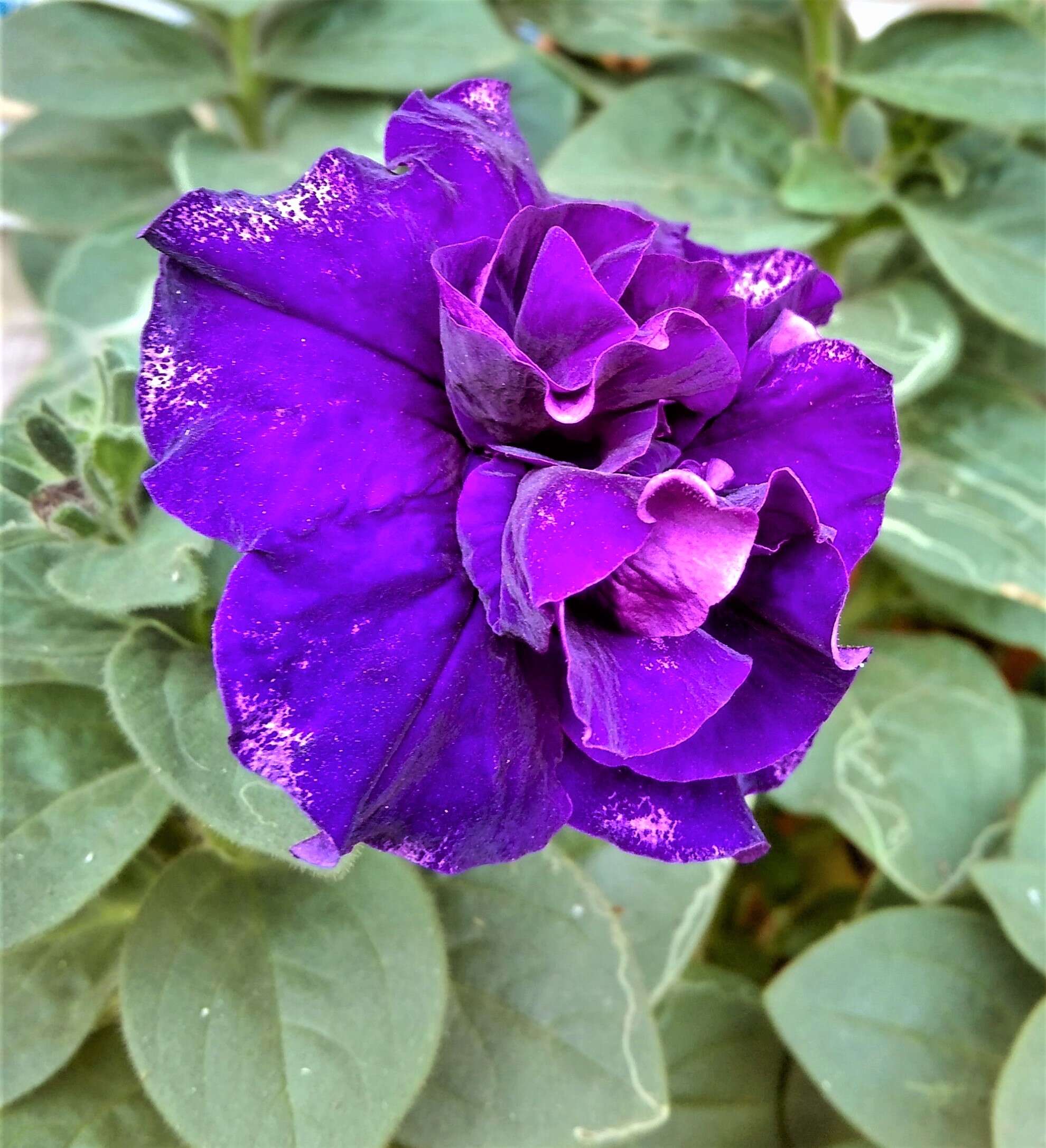 Image of petunia