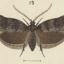 Image of Trachypepla minuta Philpott 1931