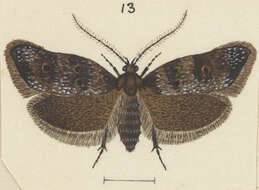 Image of Trachypepla minuta Philpott 1931