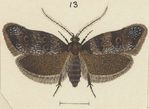 Image of Trachypepla minuta Philpott 1931