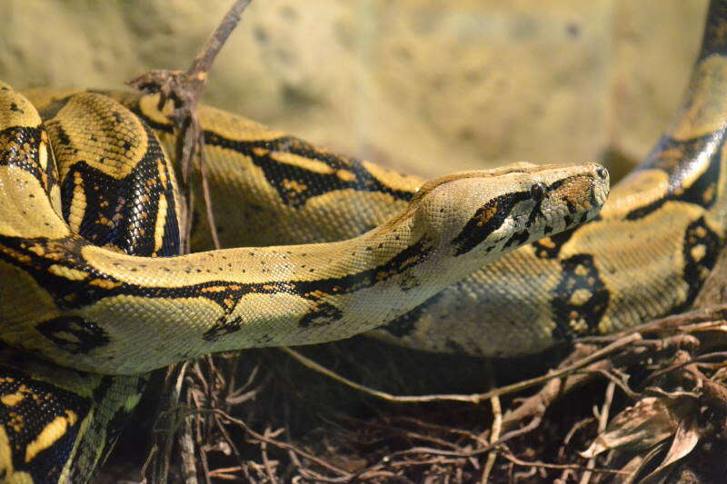 Image of Garden Tree Boa