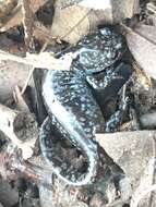 Image of Mabee's Salamander