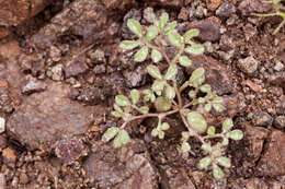 Image of strigose bird's-foot trefoil