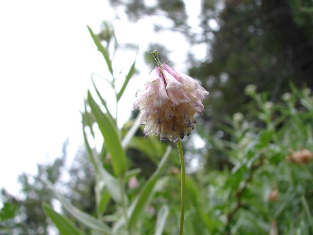 Sivun Trifolium kingii S. Watson kuva