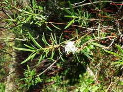 Imagem de Rhododendron tomentosum (Stokes) Harmaja