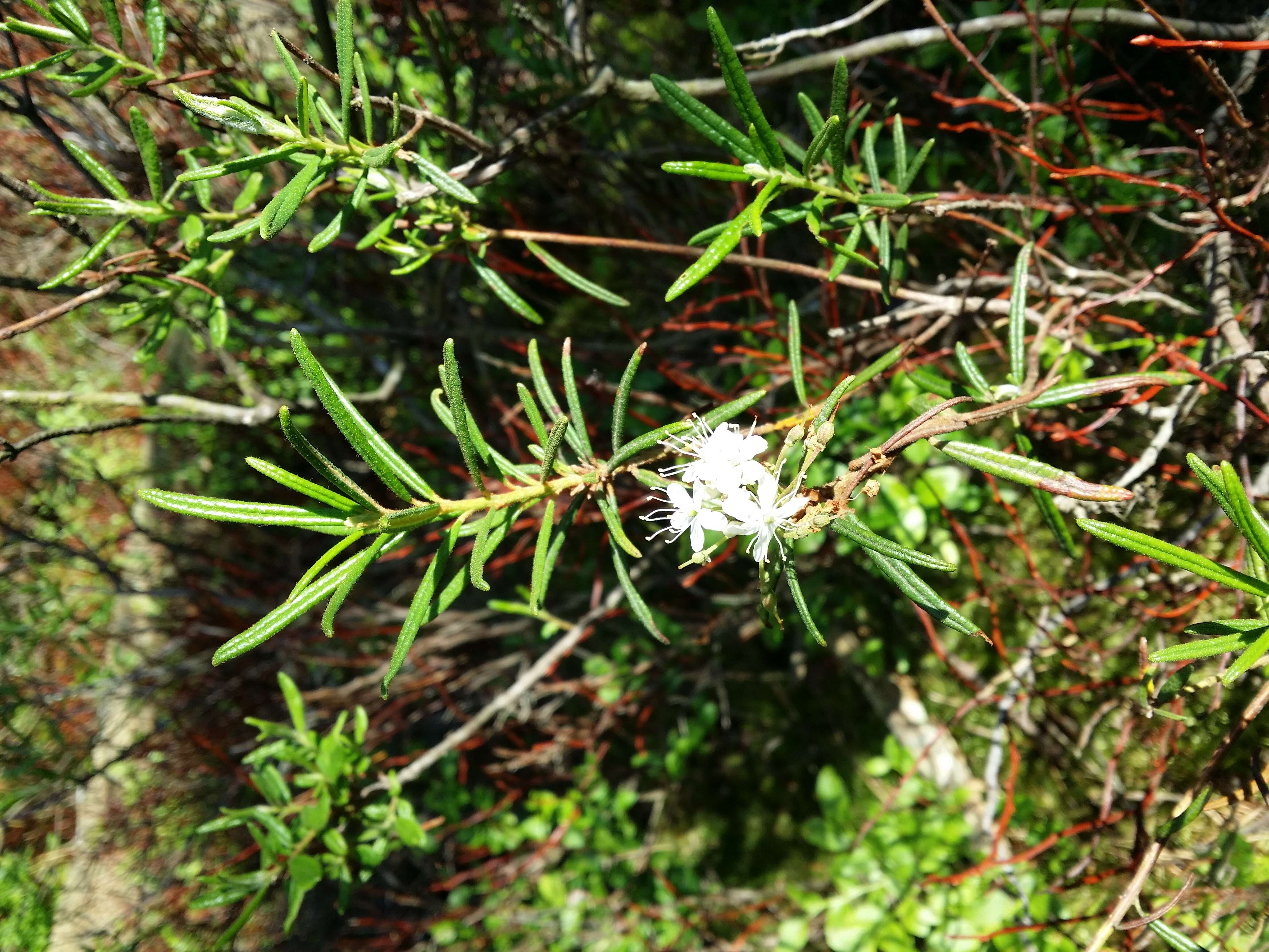 Imagem de Rhododendron tomentosum (Stokes) Harmaja