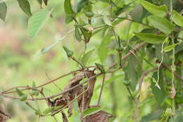 Imagem de Thunbergia fragrans Roxb.