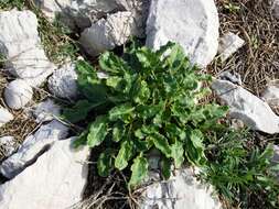 Image of sea beet