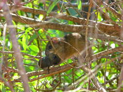 Image of Big-eared Woodrat