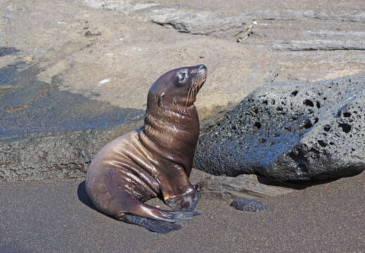 Image of Galapagos Sea Lion