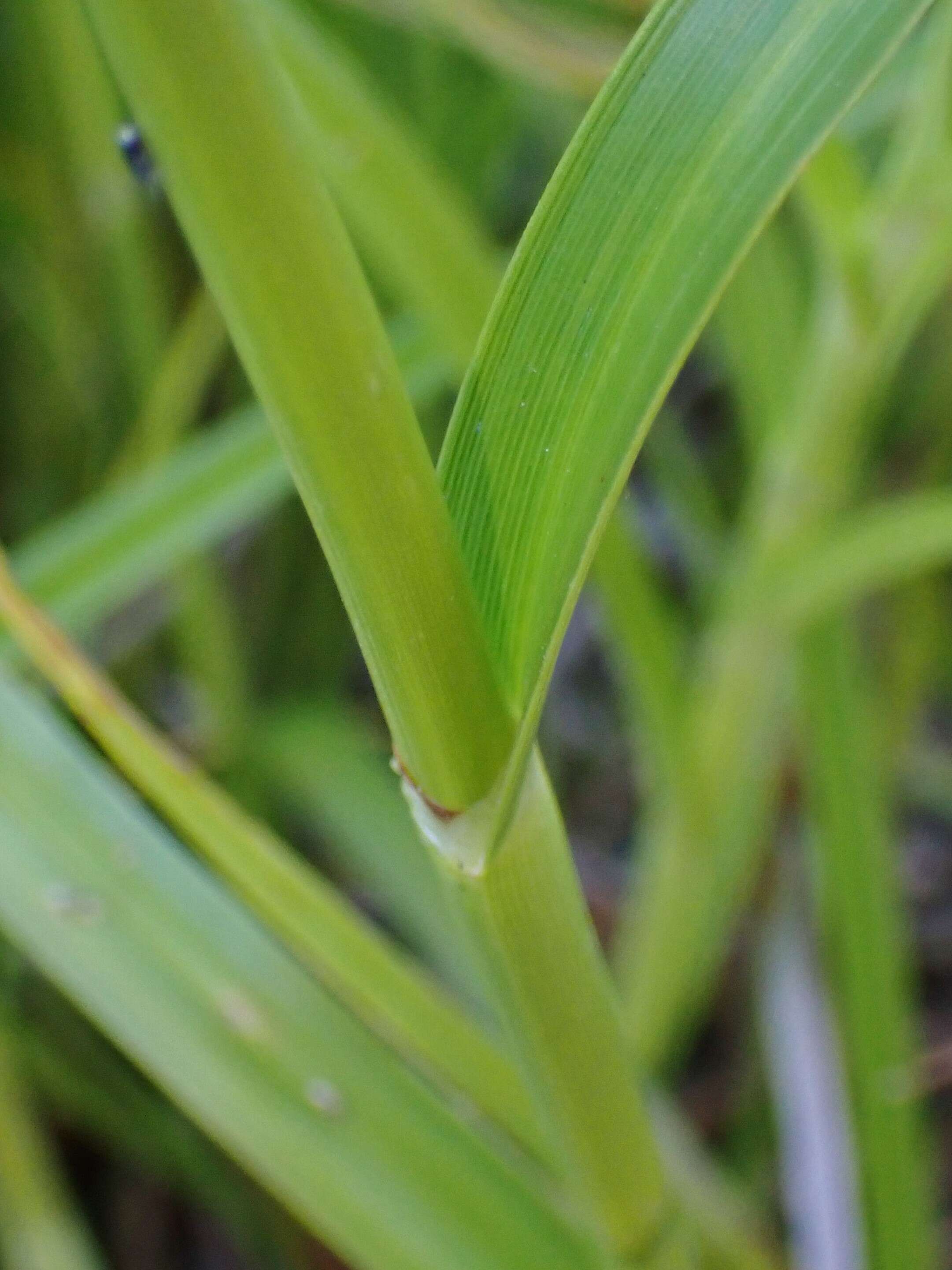 Image of Scirpus radicans Schkuhr