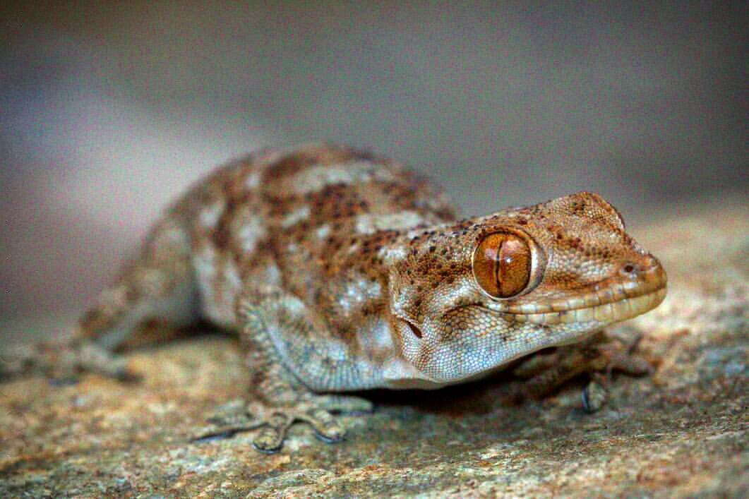 Image of Pachydactylus kladaroderma Branch, Bauer & Good 1996