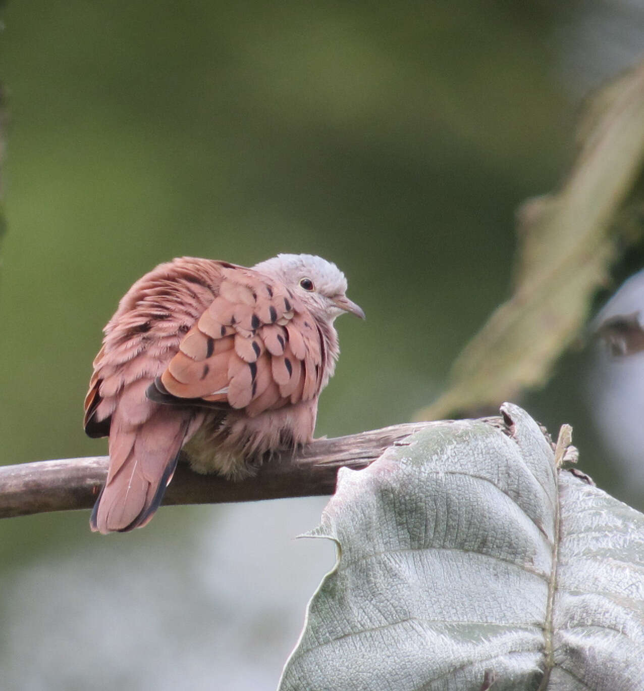 Image of Ruddy Ground Dove