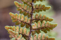 Image of Eaton's lipfern