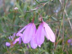 Image of Tetratheca shiressii Blakely