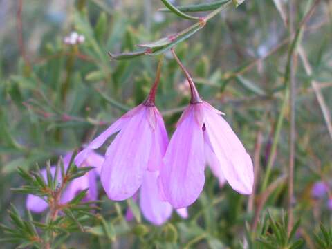 Image of Tetratheca shiressii Blakely