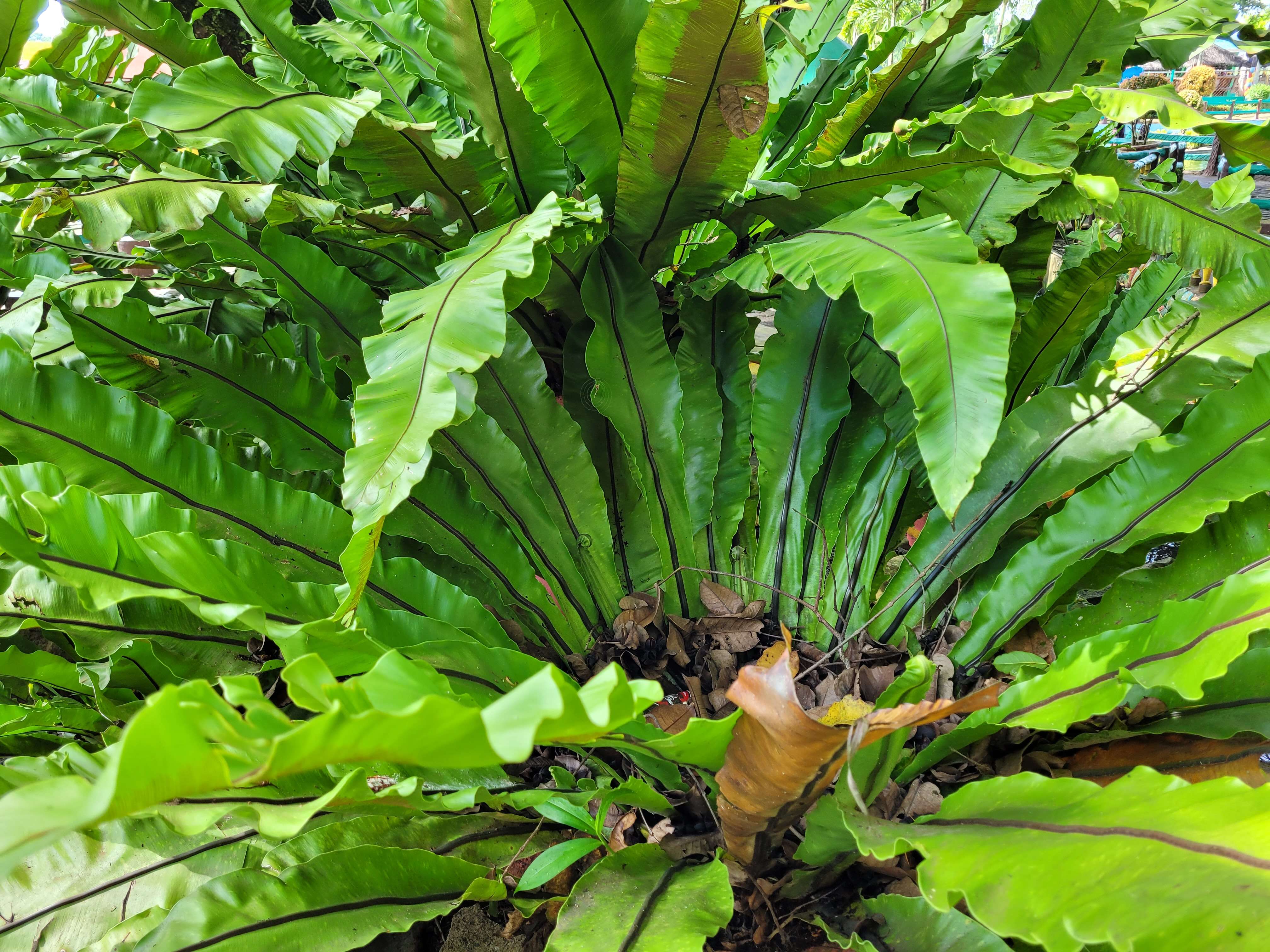 Слика од Asplenium nidus L.