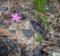 Image of prairie fameflower