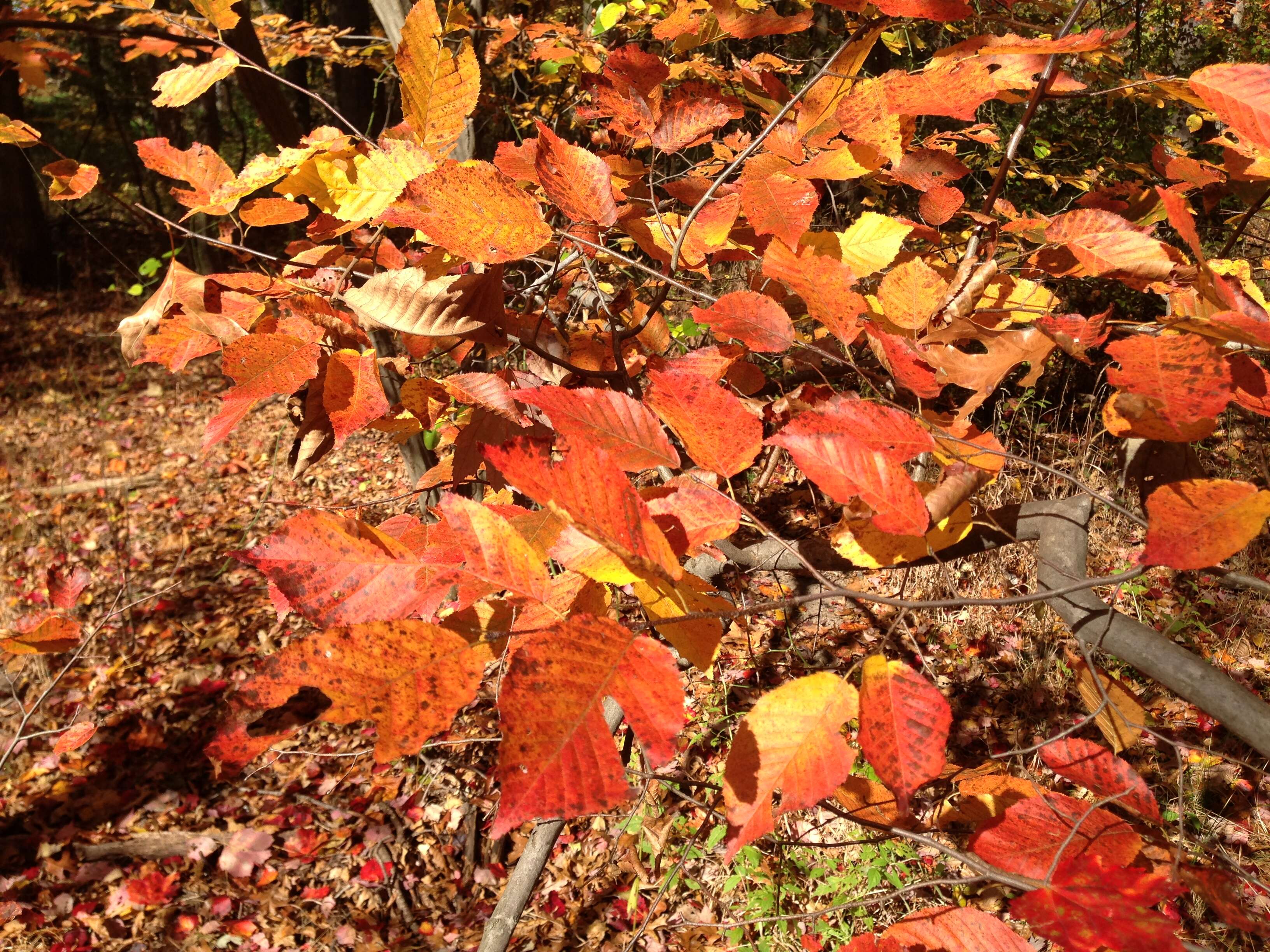 Image of American hornbeam