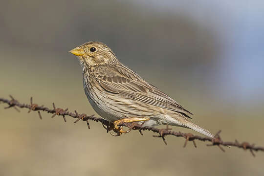 Image of Corn Bunting