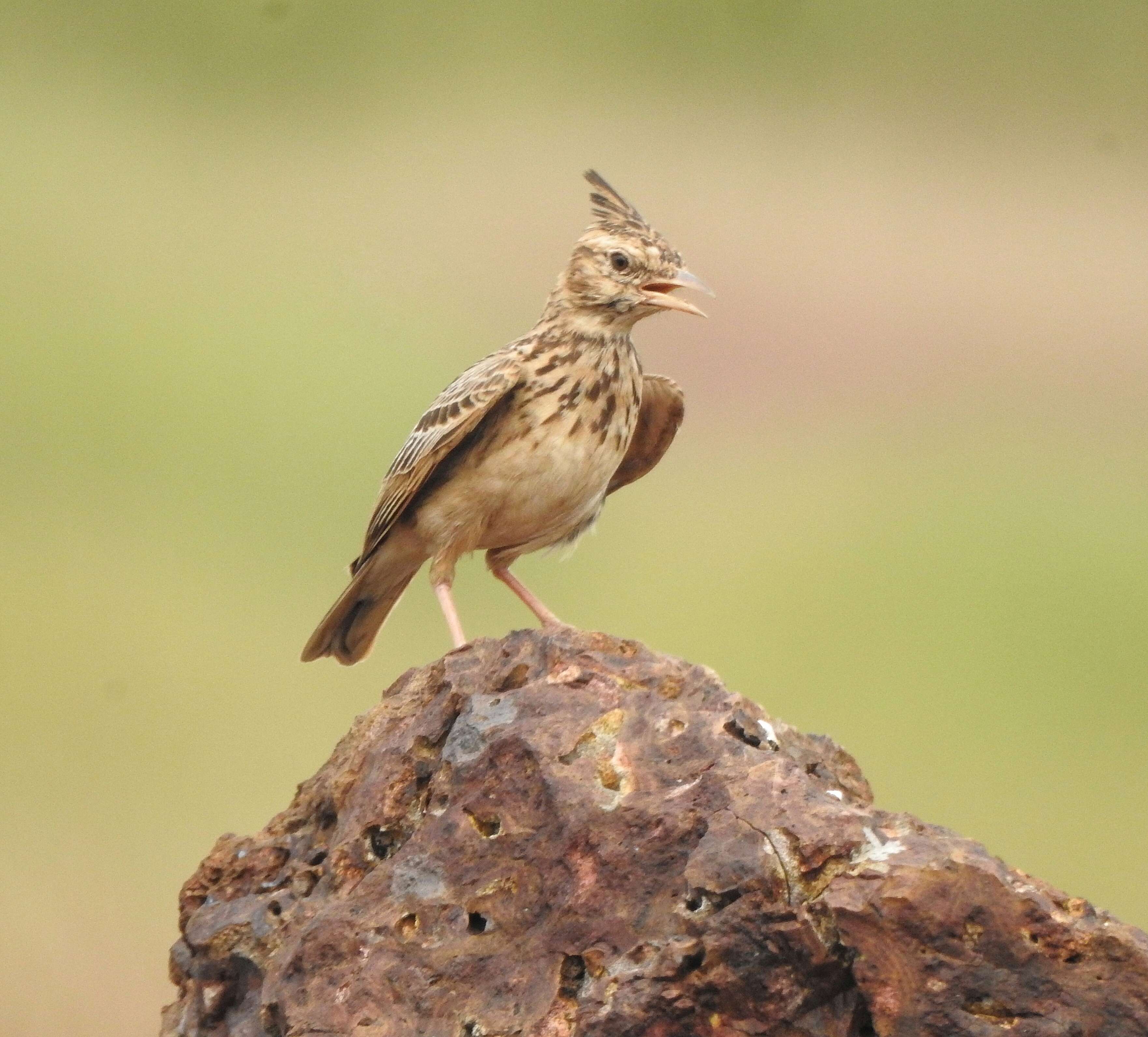 Image de Cochevis de Malabar