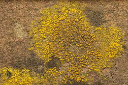 Image of eggyolk lichen