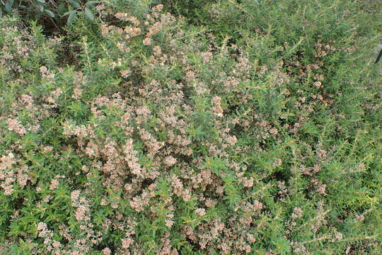 Image of Pomaderris phylicifolia Lodd.