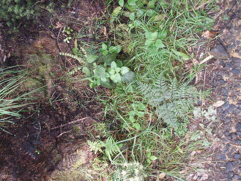 Image of hedge nettle