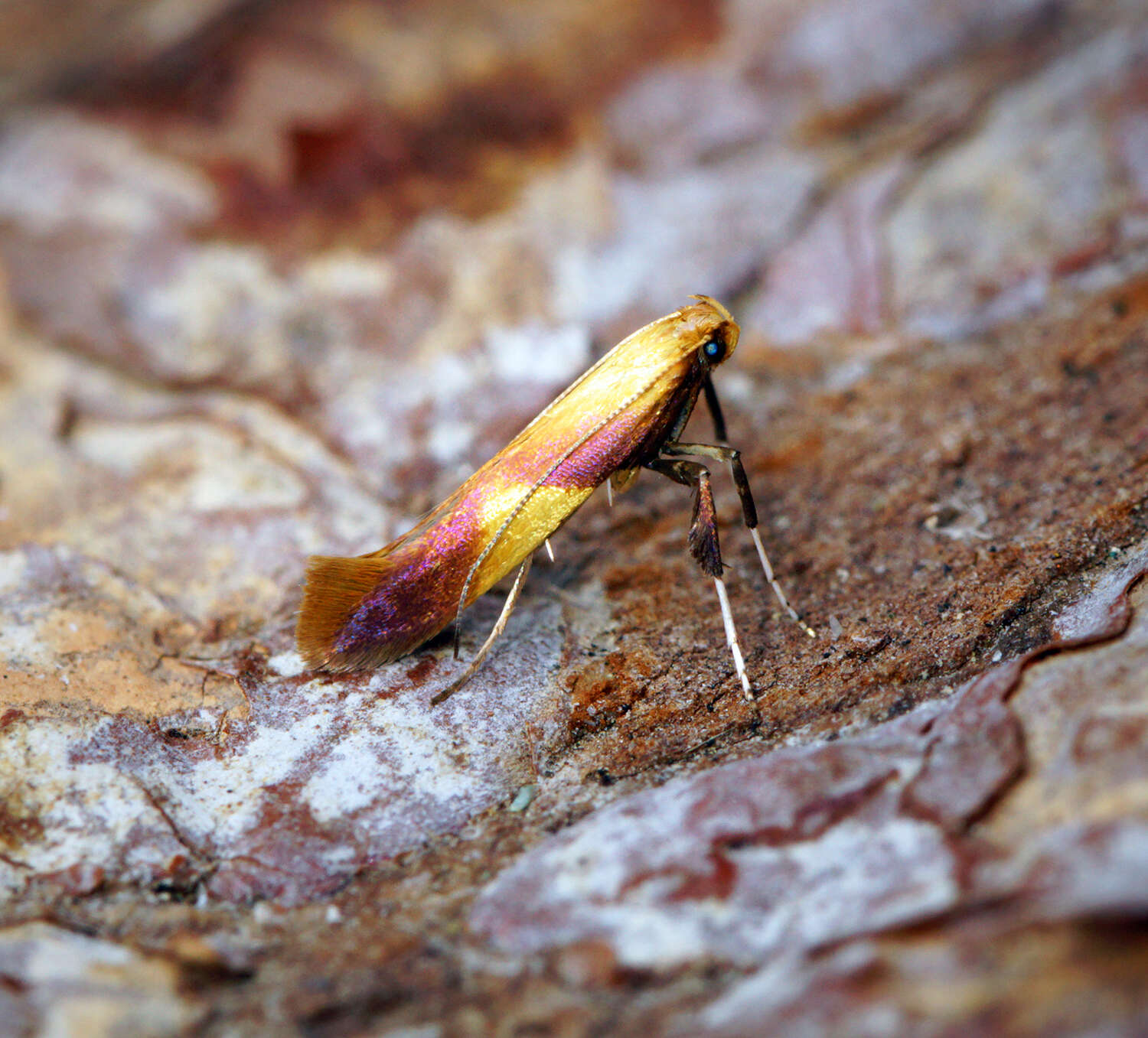 Image of Caloptilia robustella Jäckh 1972