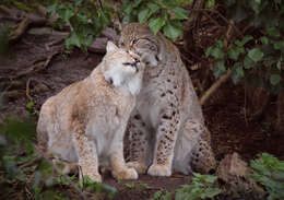 Image of Mexican bobcat