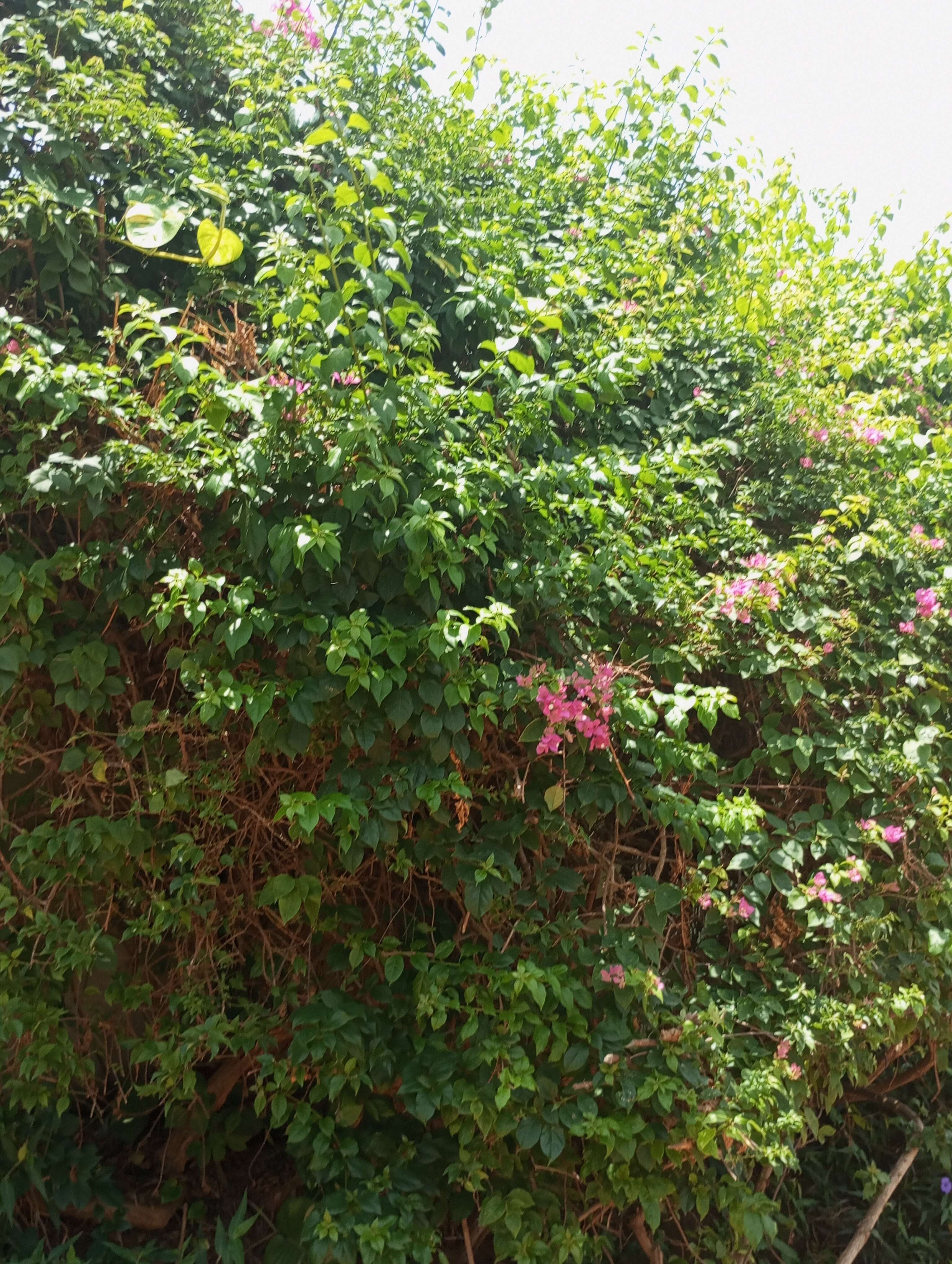 Image of antigonon