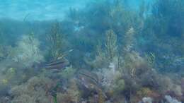 Image of Black-striped goatfish