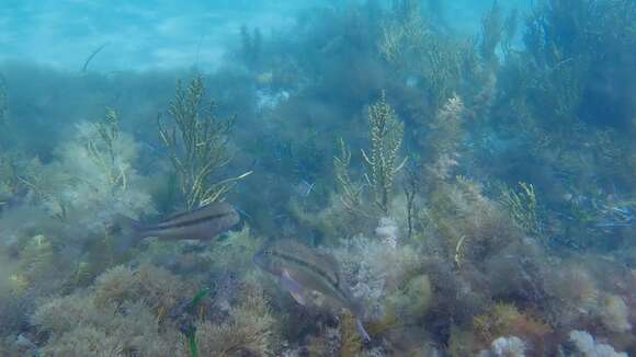 Image of Black-striped goatfish
