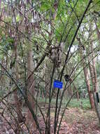 Image of male bamboo