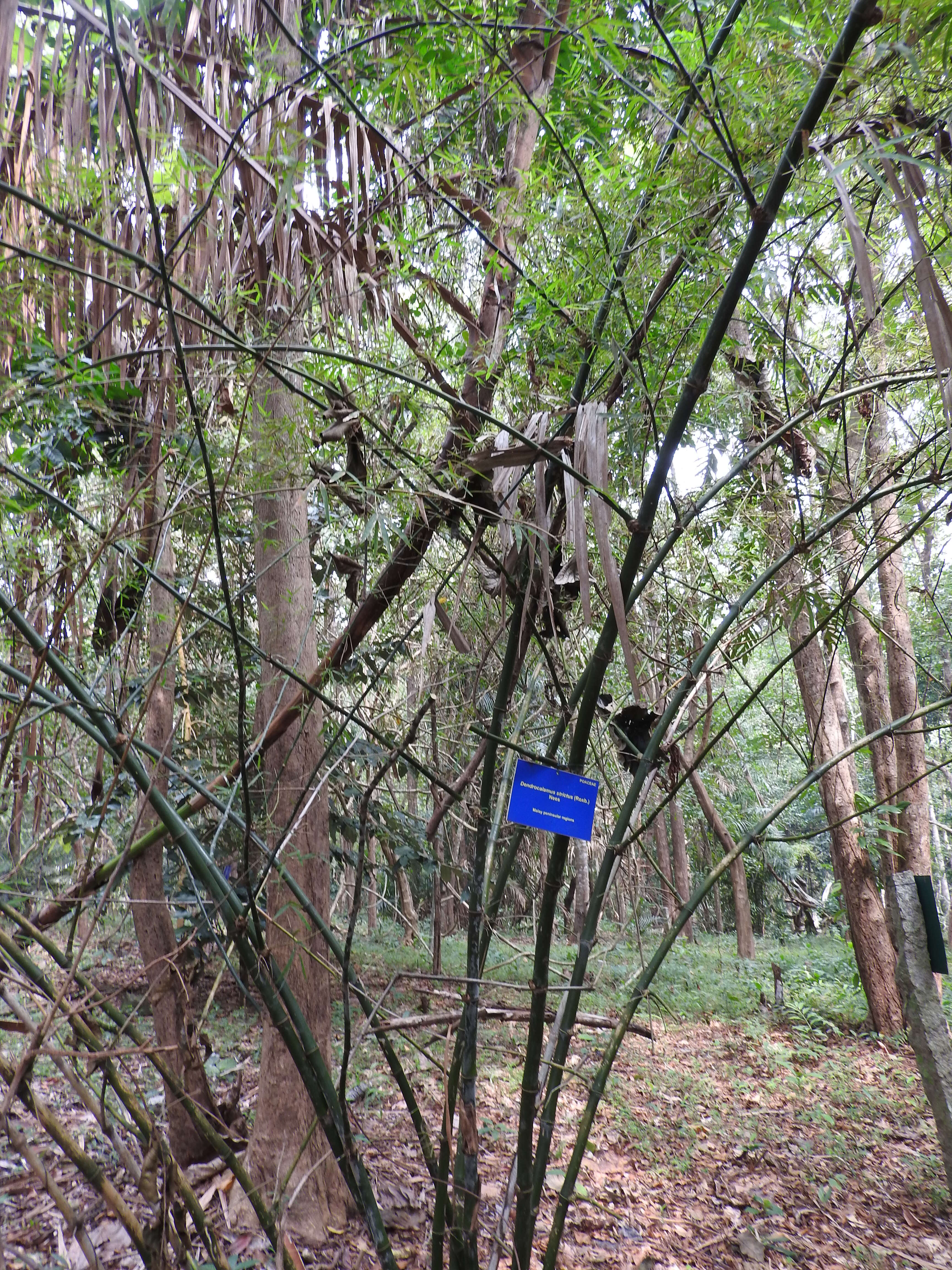 Image of male bamboo